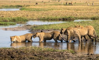 Savuti (Chobe NP)