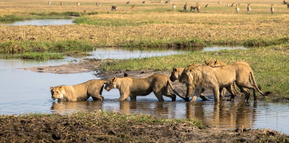 okavango-delta-park-botswana-yellow-zebra-safaris